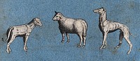 Two greyhounds and a sheep. Cut-out engraving pasted onto paper, 16--.