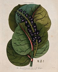 Seaside grape (Coccoloba uvifera): fruiting stem and floral segments. Coloured etching by J. Pass, c. 1801, after J. Ihle.