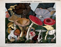 Fungi: twenty species, including the fly agaric (Amanita muscaria), death cap (Amanita phalloides) and Boletus and Agaricus species. Coloured lithograph by A. Cornillon, c. 1827, after Prieur.