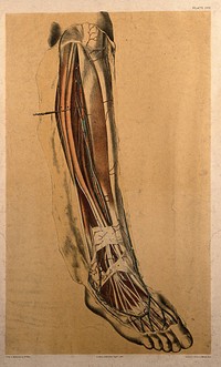 Dissection of the back of the lower leg, showing the muscles, blood vessels and veins of the calf and ankle. Colour lithograph by G.H. Ford, 1867.