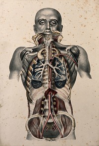 The body of a standing man with his head shaved and his trunk dissected to reveal the ribs and viscera. Coloured lithograph by William Fairland, 1869.