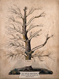 A family tree of skin diseases. Coloured engraving, c. 1835.
