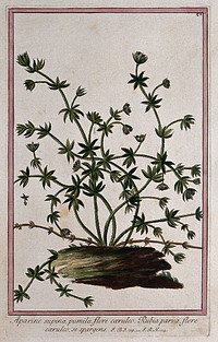 A type of bedstraw (Galium sp.): flowering stems arising from piece of wood with separate flower. Coloured etching by M. Bouchard, 1772.