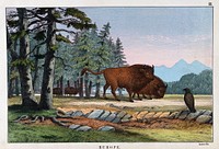 Two wild oxen. Coloured lithograph.