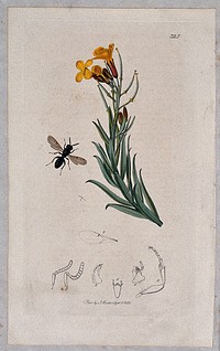 A wallflower (Cheiranthus cheiri) with an associated insect and its anatomical segments. Coloured etching, c. 1830.