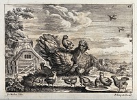 A broody hen surrounded by her chicks. Engraving by P. Tempest, ca. 1690, after F. Barlow.