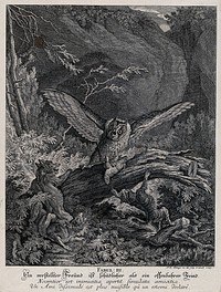 An owl is about to settle on its prey when it is attacked by two foxes and a lynx from underneath the trunk. Etching by J. E. Ridinger.