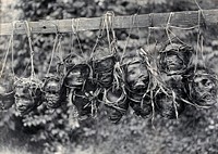 Sarawak: preserved and decorated human heads taken and strung up by Sea Dayaks. Photograph.