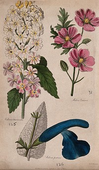 Three flowers: a garden verbena (Verbena teucrioides), a mallow (Malva coccineum) and a salvia (Salvia patens). Coloured aquatint by A. Adlard, c. 1838.