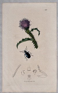 A thistle (Carduus acanthoides) with an associated beetle and its anatomical segments. Coloured etching, c. 1830.