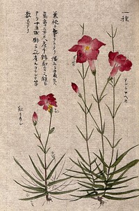 A plant, possibly a pink (Dianthus species): two flowering stems. Watercolour.