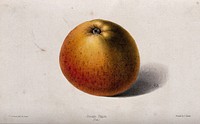 A "Cox's" Orange Pippin apple (Malus sylvestris cv.). Coloured zincograph by J. Andrews, c. 1861, after himself.