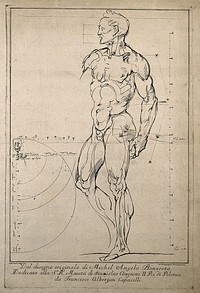 An écorché, seen from the front, with proportions marked, and (left) cranium and cervical vertebrae, with proportions of body. Engraving by C. Paroli, after a drawing by Michelangelo, 1760-1770.