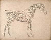 Muscles and blood-vessels of a horse: outline drawing, side view, with the muscles and blood-vessels indicated. Engraving with etching by G. Stubbs, 1766.