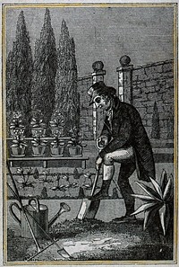 Gardening: a man digging in a walled garden. Wood engraving.