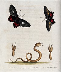 Above, two butterflies; below, a small double-headed snake from Barbabos. Coloured etching by G. Edwards after himself.