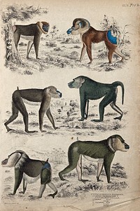 Above, a female mandrill and a great mandrill; middle, a young mandrill and a little baboon; below, a drill mandrill and a young drill mandrill. Coloured etching by S. Milne and Turvey.