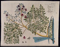 Horse-radish tree (Moringa oleifera Lam.): branch with flowers and separate flower, pods and seeds. Coloured line engraving.