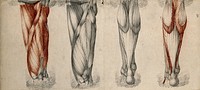 Muscles and tendons of the thigh and lower leg: four figures. Red chalk and pencil drawings by or associated with A. Durelli, ca. 1837.