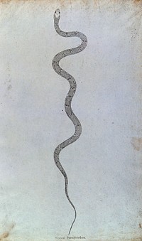 An Indian snake: Nooni Paragoodoo. Engraving by W. Skelton, ca. 1796.