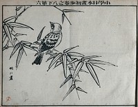 A bird sitting on a branch. Woodcut, 18--.
