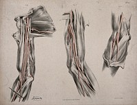 The circulatory system: three dissections of the arm, shoulder and elbow, with arteries and blood vessels indicated in red. Coloured lithograph by J. Maclise, 1841/1844.