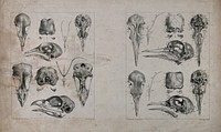 Skull bones of birds: ten figures. Lithograph by J. Erxleben, after C.W. Parker, 1840/1860.