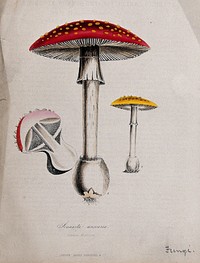 Fly agaric fungus (Amanita muscaria): three fruiting bodies, one sectioned. Coloured zincograph, c. 1853, after M. Burnett.
