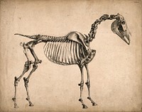 Skeleton of a horse: side view. Engraving with etching by G. Stubbs, 1766.
