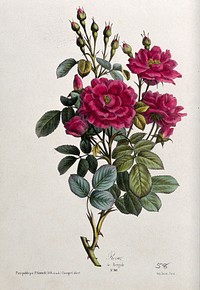 A flowering rose (Rosa species). Coloured lithograph, c. 1850.