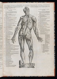 Andreae Vesalii Suorum de humani corporis fabrica librorum epitome / [Andreas Vesalius].