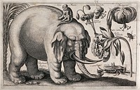 A large elephant with a monkey on its back and various flowers and insects. Etching by W. Hollar, 1663, after himself.