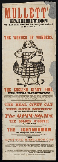 Mullett's exhibition of living wonders has just arrived in town : the English giant girl miss Emma Harrington, aged 9 years and 3 month ; weighs the amazing weight of 14 stone ...