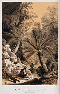 A tropical landscape with native chamal plants (Dioon edule). Chromolithograph by L. Stroobant, c. 1855, after P. Stroobant.