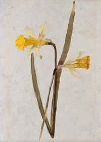 Daffodils (Narcissus): flowers and leaves. Watercolour by H. R. Carpenter.