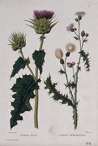 Two plants, holy thistle (Silybum marianum) and Canada thistle (Cirsium arvense): flowering and fruiting stems. Coloured etching by C. Pierre, c. 1865, after P. Naudin.