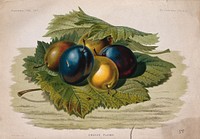 Five plums (Prunus domestica) in a bed of leaves. Chromolithograph, c. 1877, after W. H. Fitch.