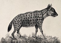 A spotted hyena standing on a mound with its right front paw on a bone. Reproduction of an etching by F. Lüdecke.