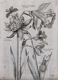 Three daffodils (Narcissus species): flowering stems with a butterfly and beetle. Etching by N. Robert, c. 1660, after himself.