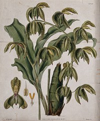 A tropical orchid (Catasetum trifidum): flowering stem, leaf and floral segments. Coloured engraving by J. Swan, c. 1833, after W. Hooker.
