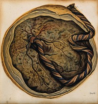 The placenta and umbilical cord. Watercolour by or after J. Lizars, 18--.