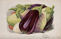 Aubergine or egg plant (Solanum melongena): fruits of different varieties. Chromolithograph, c. 1870, after H. Briscoe.