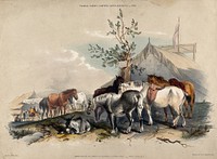 A group of horses halting on a journey for refreshment and a rest outside fairground tents. Coloured lithograph by J. W. Giles after T. S. Cooper.