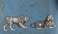 Two lions. Cut-out engravings pasted onto paper, 16--.