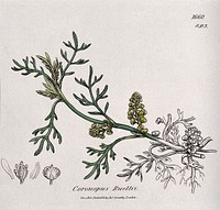 Swine cress (Coronopus species): flowering stem and floral segments. Coloured engraving after J. Sowerby, 1806.