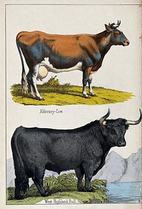 Above, an Alderney cow; below, a West Highland bull. Coloured lithograph by B. Hummel after Jemima Blackburn.
