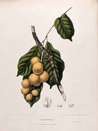 Langsat (Lansium domesticum Corr. Serr.): fruiting branch and leaves with numbered sections of fruit and seed. Chromolithograph by P. Depannemaeker, c.1885, after B. Hoola van Nooten.
