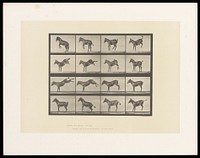 A horse rearing and bucking. Collotype after Eadweard Muybridge, 1887.