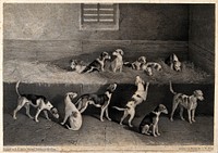 A group of hound pups in a stable. Lithograph by J.W. Giles after R.B. Davis, 1831/1837 .