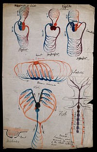 Circulatory systems: seven diagrams, indicating the heart and circulatory systems of mammals, birds, reptiles, lobsters, fish and arachnids. Watercolour drawing by J.C. Whishaw, 1852/1854.